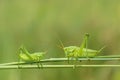 Green cricket Royalty Free Stock Photo