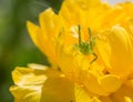 Green cricket on a yellow flower Royalty Free Stock Photo