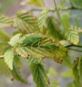 Green crickets Royalty Free Stock Photo
