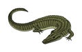 Green Crocodile, American Alligator Reptile amphibian. Tropical animal. Engraved hand drawn in old vintage sketch Royalty Free Stock Photo