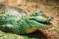 Green crocodile, open jaws closeup