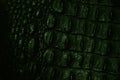 Green crocodile skin with relief. Texture Royalty Free Stock Photo
