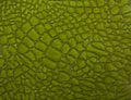 Green crocodile skin texture close-up Royalty Free Stock Photo