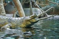 Green crocodile at the Zoo Prague Royalty Free Stock Photo