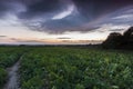 Green Crop Field With Stormy Clouds Overhead