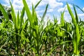 Green Crop Plant