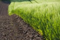 Green crops Royalty Free Stock Photo