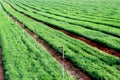 Green Crops in a Field Royalty Free Stock Photo