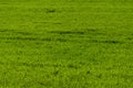 Green Crops field grass texture background Royalty Free Stock Photo