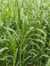Green crops field Royalty Free Stock Photo