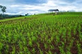 Green crops growing rainfed mountain. Royalty Free Stock Photo