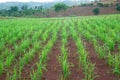 Green crops growing rainfed mountain.