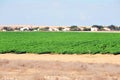 Green crops in the Negev desert Israel Royalty Free Stock Photo
