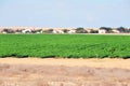 Green crops in the Negev desert Israel