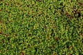 Green crowberry background Royalty Free Stock Photo