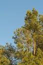Green crown of coniferous trees lit by sunlight against a clear sky Royalty Free Stock Photo