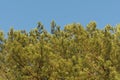 Green crown of coniferous trees lit by sunlight against a clear sky Royalty Free Stock Photo