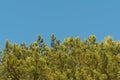 Green crown of coniferous trees lit by sunlight against a clear sky Royalty Free Stock Photo