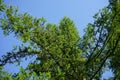 Green crown of larch tree. Low angle view. Close-up. Royalty Free Stock Photo