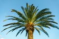 Green crown of a palm tree against the background of a bright blue sky. Bottom view Royalty Free Stock Photo