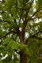 Green crown of secular oak close-up Royalty Free Stock Photo