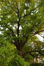 Green crown of secular oak close-up Royalty Free Stock Photo