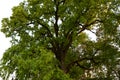 Green crown of secular oak close-up Royalty Free Stock Photo