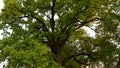 Green crown of secular oak close-up Royalty Free Stock Photo