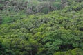 Green crown of the tree, treetop, asian forest in the mountains