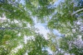 Green crown trees view from below into the blue sky. Green crown of trees against the sky. View of the sky through the trees from Royalty Free Stock Photo
