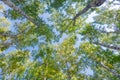 Green crown trees view from below into the blue sky. Green crown of trees against the sky. View of the sky through the trees from Royalty Free Stock Photo