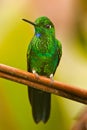 Green Crowned Brilliant Royalty Free Stock Photo