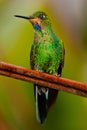 Green Crowned Brilliant Royalty Free Stock Photo