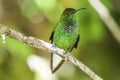 Green-crowned Brilliant. Curi Cancha, Costa Rica