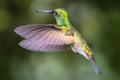 Green-crowned Brilliant. Curi Cancha, Costa Rica