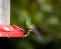 Green Crowned Brilliant Royalty Free Stock Photo