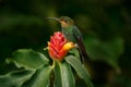 Green-crowned Brilliant, Heliodoxa jacula, beautiful bloom. Heliconia red flower with green hummingbird, La Paz Waterfall Garden, Royalty Free Stock Photo