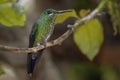 Green-crowned Brilliant - Heliodoxa jacula