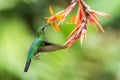 Green-crowned Brilliant, Heliodoxa jacula, hovering next to orange flower, bird from mountain tropical forest, Costa Rica