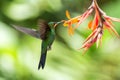 Green-crowned Brilliant, Heliodoxa jacula, hovering next to orange flower, bird from mountain tropical forest, Costa Rica