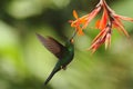 Green-crowned Brilliant, Heliodoxa jacula, hovering next to orange flower, bird from mountain tropical forest, Waterfall Gardens L