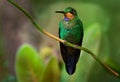 Green-crowned Brilliant - Heliodoxa jacula large, robust hummingbird