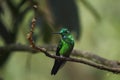 Green-crowned brilliant (Heliodoxa jacula) sitting on the branch in the tropical rainforest.