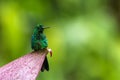 Green-crowned brilliant, Heliodoxa jacula sitting on leave, bird from mountain tropical forest, Panama, bird perching on leave