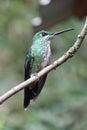 Green Crowned Brilliant Humming Bird Royalty Free Stock Photo