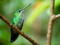 The Green-crowned Brilliant hummingbird Royalty Free Stock Photo
