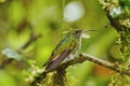 Green-crowned Brilliant Hummingbird, Costa Rica Royalty Free Stock Photo