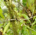 Green-crowned Brilliant Hummingbird, Costa Rica Royalty Free Stock Photo