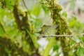 Green-crowned Brilliant Hummingbird, Costa Rica Royalty Free Stock Photo