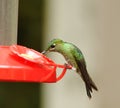 Green-crowned Brilliant Hummingbird, Costa Rica Royalty Free Stock Photo